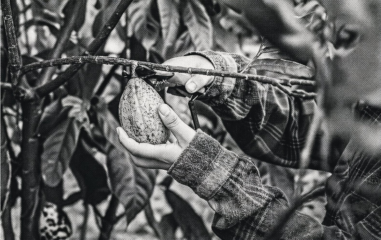 Fondo de cacao monocromático